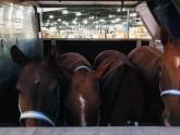 caballos
