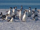 Pingüinos Adelia