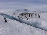 Pingüinos Adelia