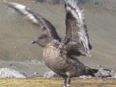 Skua