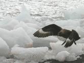 Skua