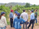 Cooperación técnica y científica entre Argentina y Vietnam: segunda etapa del proyecto "Cooperación en fruticultura tropical"