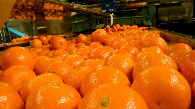 Panamá abre su mercado a los cítricos argentinos