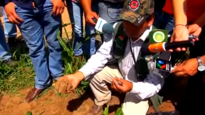 Bolivia Langosta